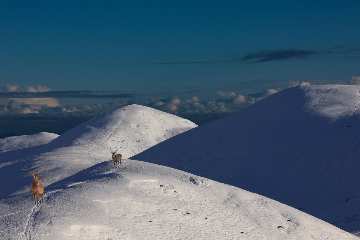 NeilThin's tweet photo. There should be an app with automatically adds wildlife to liven up our snowy mountain shots.
#pentlands #edinburghsnow https://t.co/sDhCJoaH8S