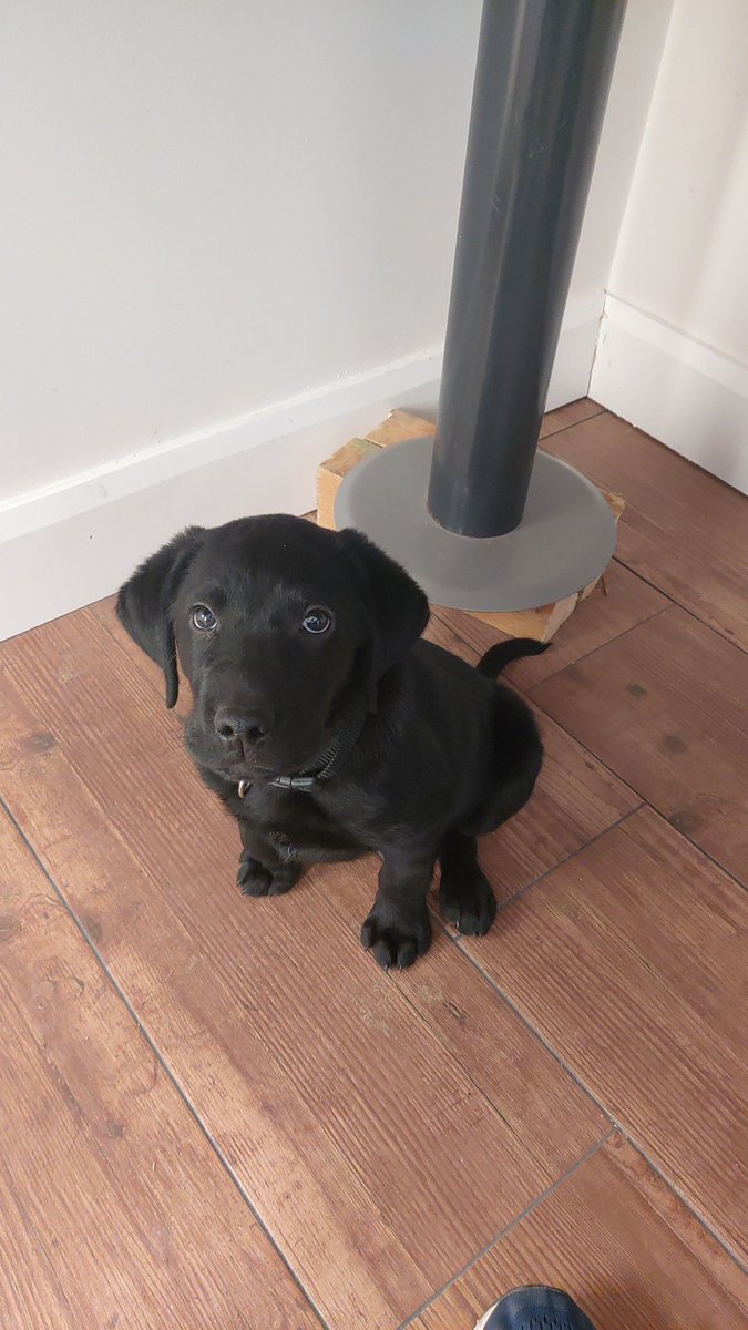 rbncpr's tweet photo. Hangs out under my desk all day long chewing my laces .... https://t.co/2UxpiLDIDS