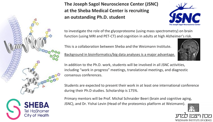 PhD position available. Do you like proteins? Do you like sugar? The Joseph Sagol Neuroscience Center (JSNC) (Israel) is recruiting an outstanding Ph.D. student to investigate the role of the glycoproteome (using mass spec) on brain function (using MRI and PET-CT)