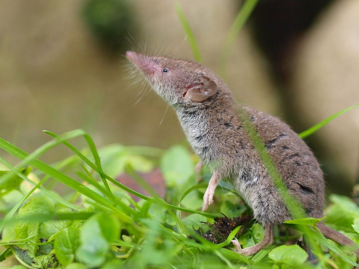 🚨We're calling for increased recording of small mammals, in particular shrews, to monitor the distribution of the Greater White-toothed shrew in Britain🚨 Read our press release here 👉 bit.ly/3j5yQdo 📸Rudmer Zwerver @MammalWeb #shrew #mammals #UKwildlife #shrews