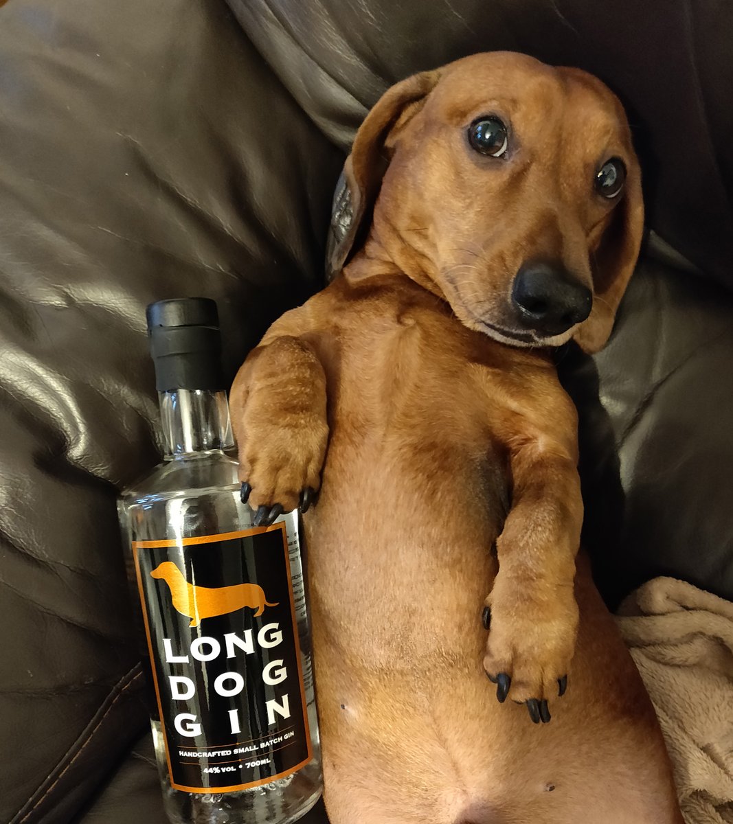 Long Dog Gin tweet media