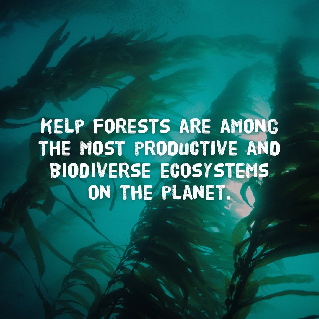 sascampaigns's tweet photo. Kelp forests are key in climate change mitigation. They absorb over 200m tons of carbon a year globally. Accelerated loss of these habitats will have a catastrophic effect on biodiversity. 🌍

We're calling for all UK marine protected areas to be highly protected by 2030. 🌊 https://t.co/u0bW9pIKTN
