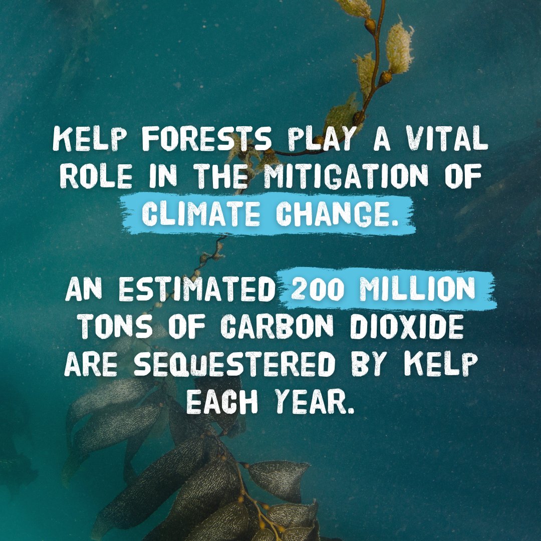 sascampaigns's tweet photo. Kelp forests are key in climate change mitigation. They absorb over 200m tons of carbon a year globally. Accelerated loss of these habitats will have a catastrophic effect on biodiversity. 🌍

We're calling for all UK marine protected areas to be highly protected by 2030. 🌊 https://t.co/u0bW9pIKTN