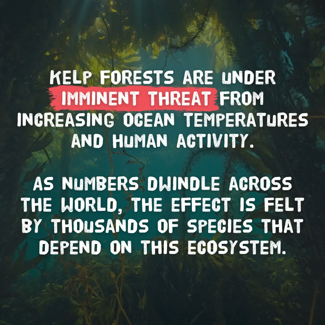 sascampaigns's tweet photo. Kelp forests are key in climate change mitigation. They absorb over 200m tons of carbon a year globally. Accelerated loss of these habitats will have a catastrophic effect on biodiversity. 🌍

We're calling for all UK marine protected areas to be highly protected by 2030. 🌊 https://t.co/u0bW9pIKTN