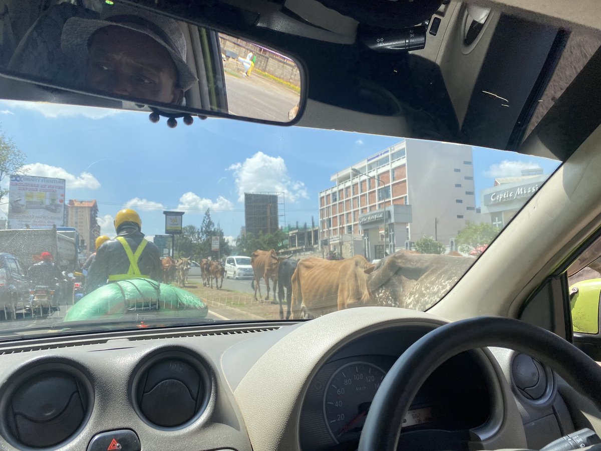 myx_mickey's tweet photo. What are cows doing at the road? Ngong road @SakajaJohnson do something @Ma3Route https://t.co/h5X6t7qS6T