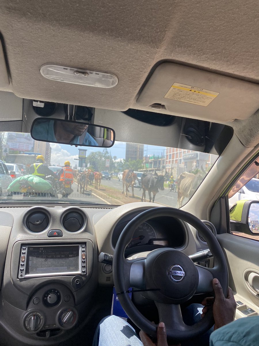 myx_mickey's tweet photo. What are cows doing at the road? Ngong road @SakajaJohnson do something @Ma3Route https://t.co/h5X6t7qS6T