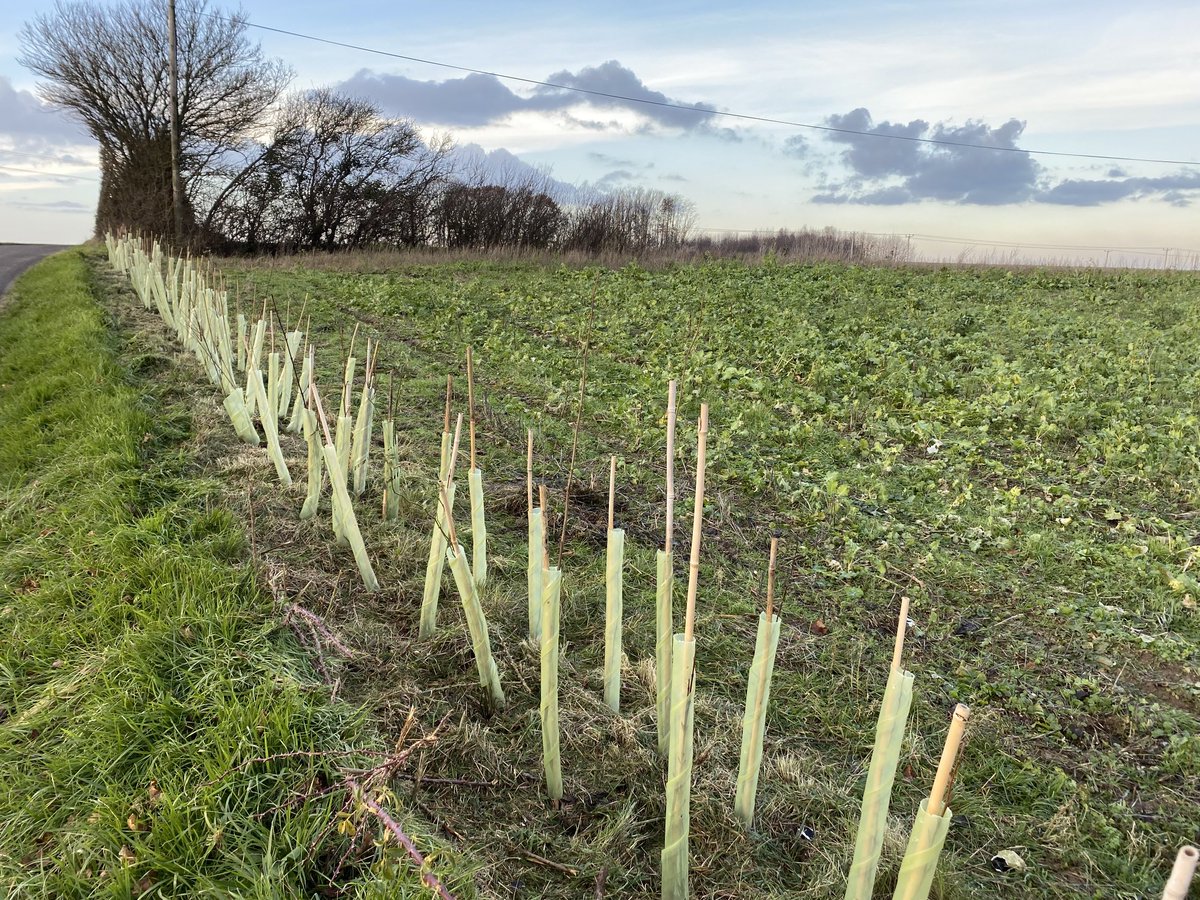 NoningtonFarms's tweet photo. Chilly work planting #hedges creating #naturecorridors Part of our CSS scheme. Using seven hedge species & oak seedlings every 30m to give biodiversity, plus different food sources for #hungergap 🐦 🦋 🐞 🕷 🐜 @NFFNUK @kentdowns6 @AllertonProject https://t.co/m2bMF8F8Ze