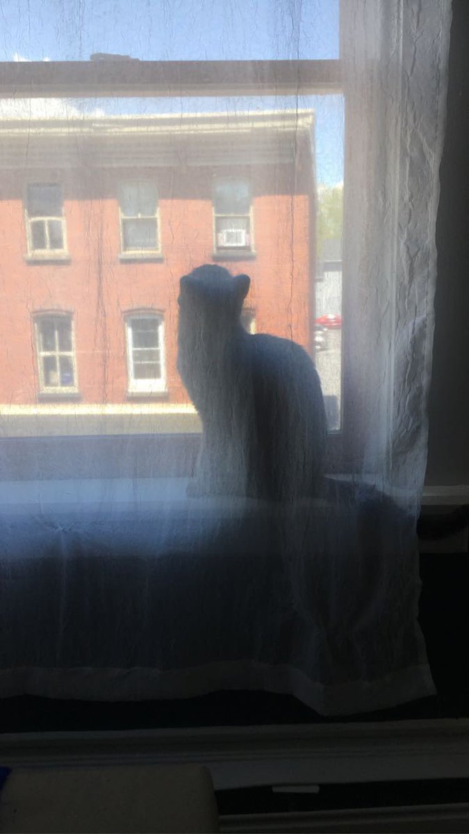 Clementine 🐈 😻 (@acatnamedclem) on Twitter photo 