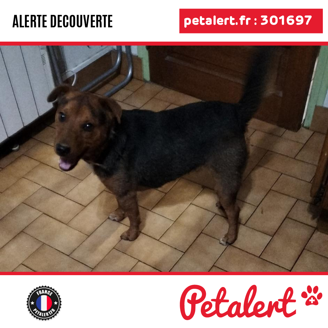 petalert_france's tweet photo. Trouvé #Chien #Cher #SavignyEnSeptaine #Petalert  #PetAlert18 / https://t.co/mLBhPZGf5h https://t.co/zT7MOIxzGh