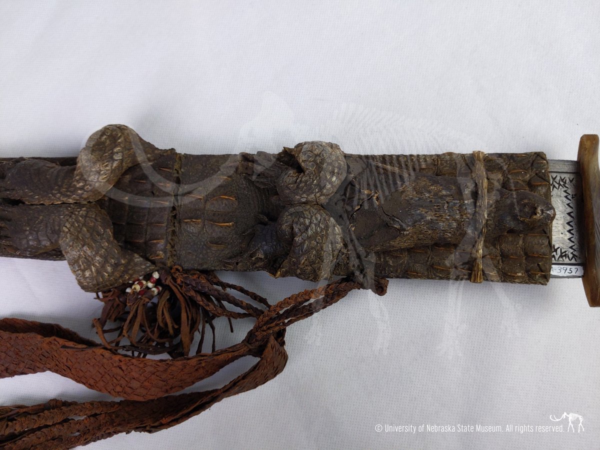 There are many swords within the UNSM collections, but this one is unique in that it is sheathed in crocodile skin. The sword, likely collected from the Nuer people of Sudan, also features a crocodile design cut into the metal of the blade. #AnthroThursday