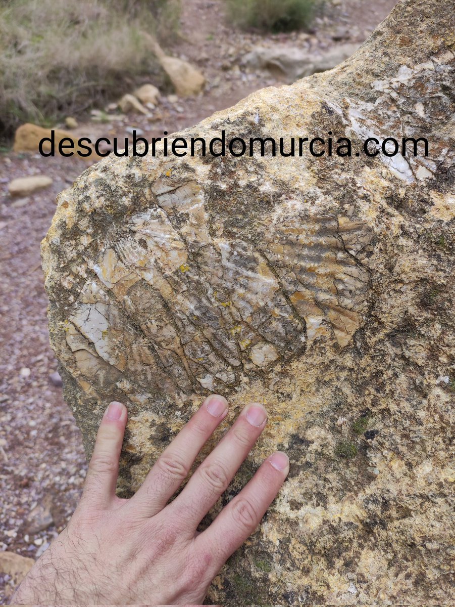 🐚 Fósil marino 🌊
📍Rambla El Cigarrón. San José de la Montaña <a href="/ElVallePR/">Parque Regional El Valle y Carrascoy</a> #Murcia