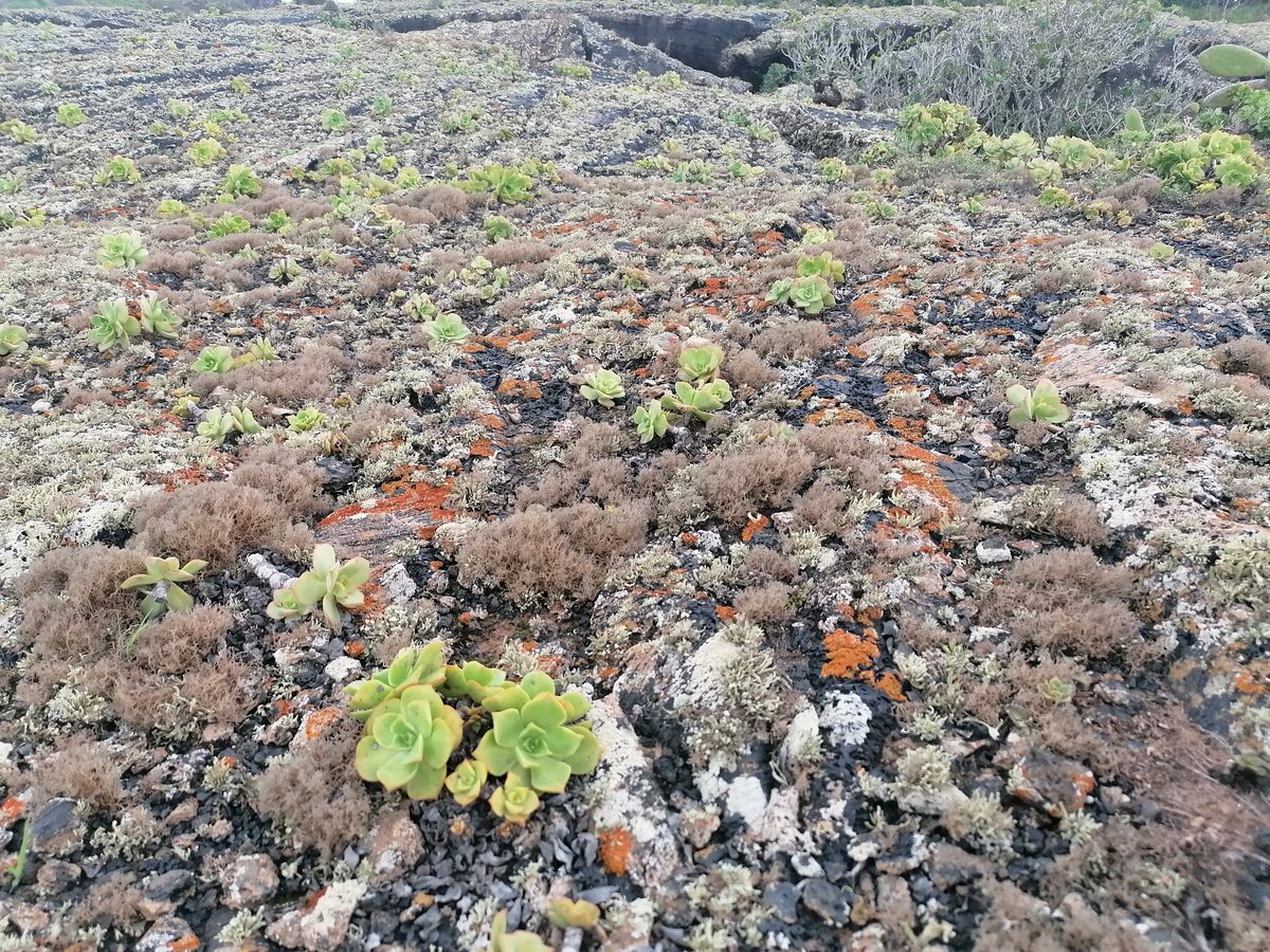 DrGreenRoof's tweet photo. Succulents growing directly on old lava flows. Puts some of the green roofs which have been installed to poor quality specifications we see in the UK to shame #lavalife #succulent #deepersubstrates https://t.co/V0Z6Ft52pX