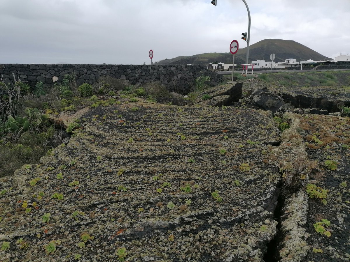 DrGreenRoof's tweet photo. Succulents growing directly on old lava flows. Puts some of the green roofs which have been installed to poor quality specifications we see in the UK to shame #lavalife #succulent #deepersubstrates https://t.co/V0Z6Ft52pX