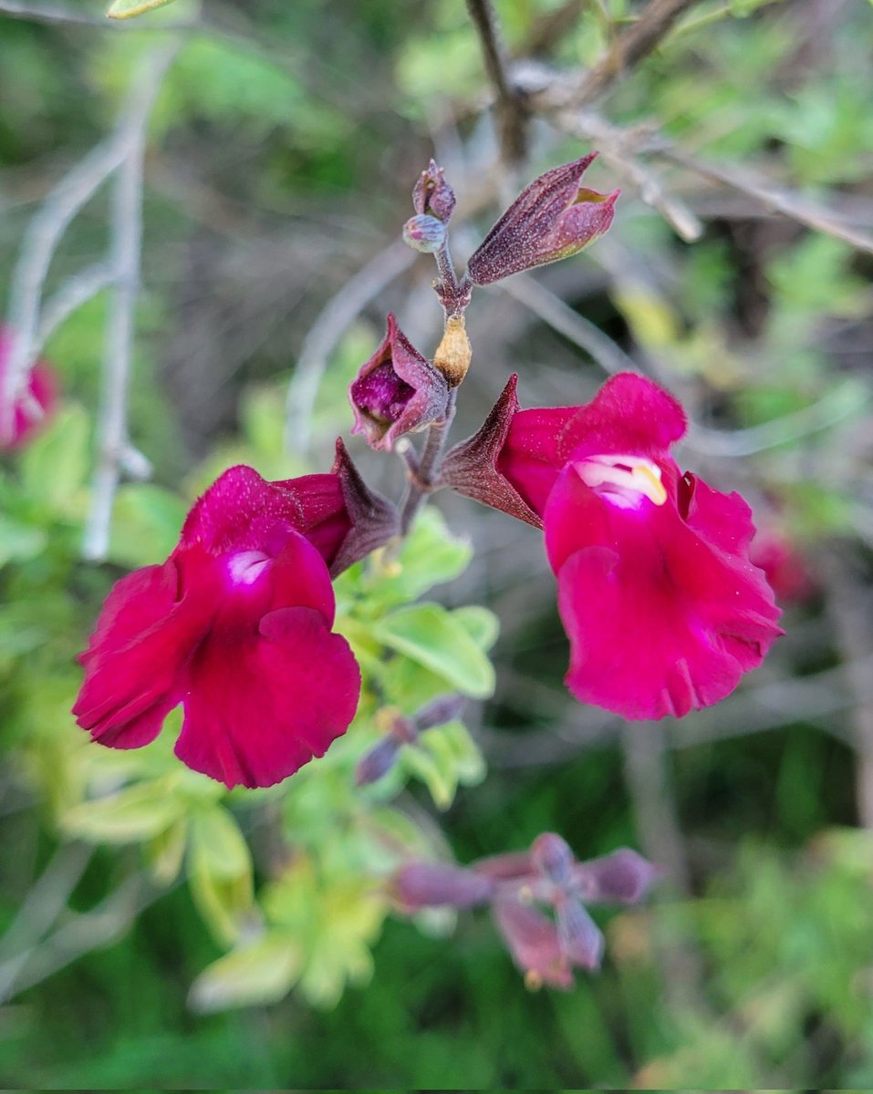 Salvia microphylla 💕 #flowers #garden #flowerhunting