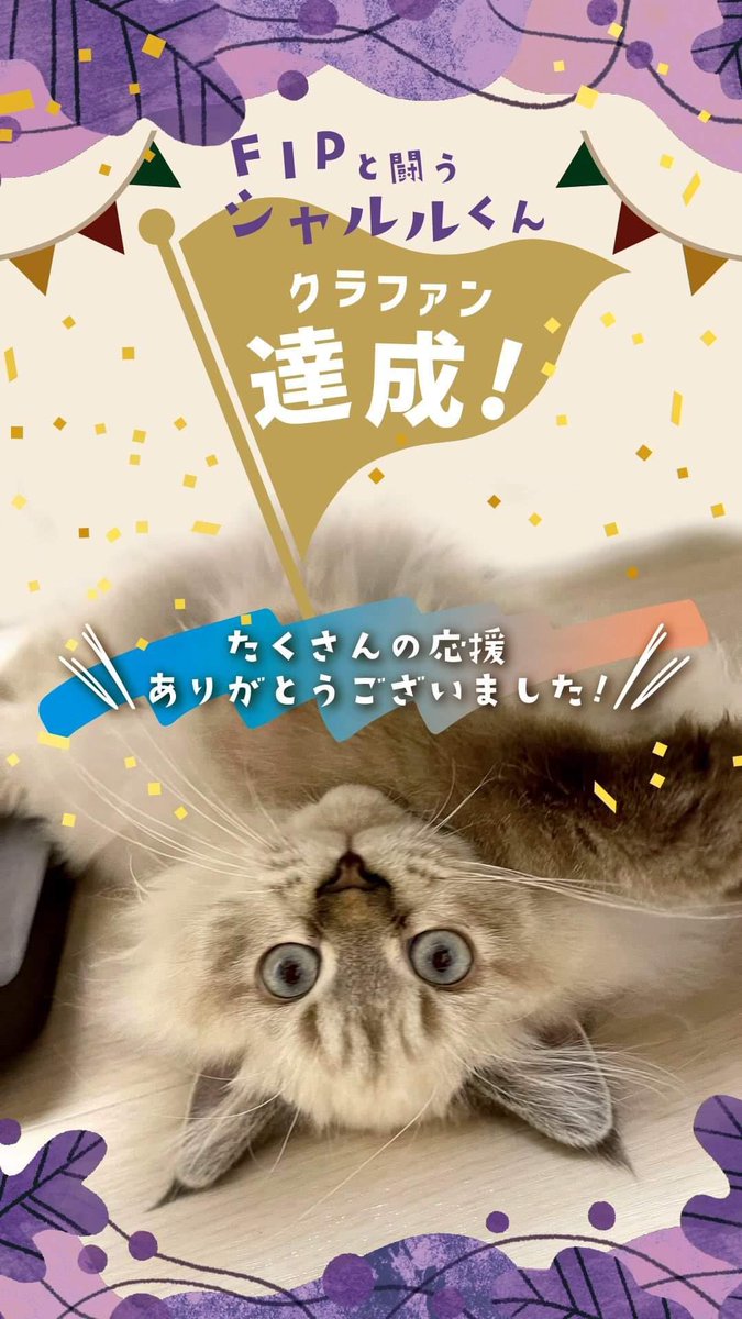 🌟クラファン達成🌟

皆様のおかげで達成することが出来ました！本当にありがとうございます🙇‍♀️︎💕︎

シャルルの成長が著しく予定よりもかなり投薬費用がかかっております。
あと残り1日ですが、引き続き最後まで
ご協力何卒よろしくお願いいたします🙏

readyfor.jp/projects/osaka…