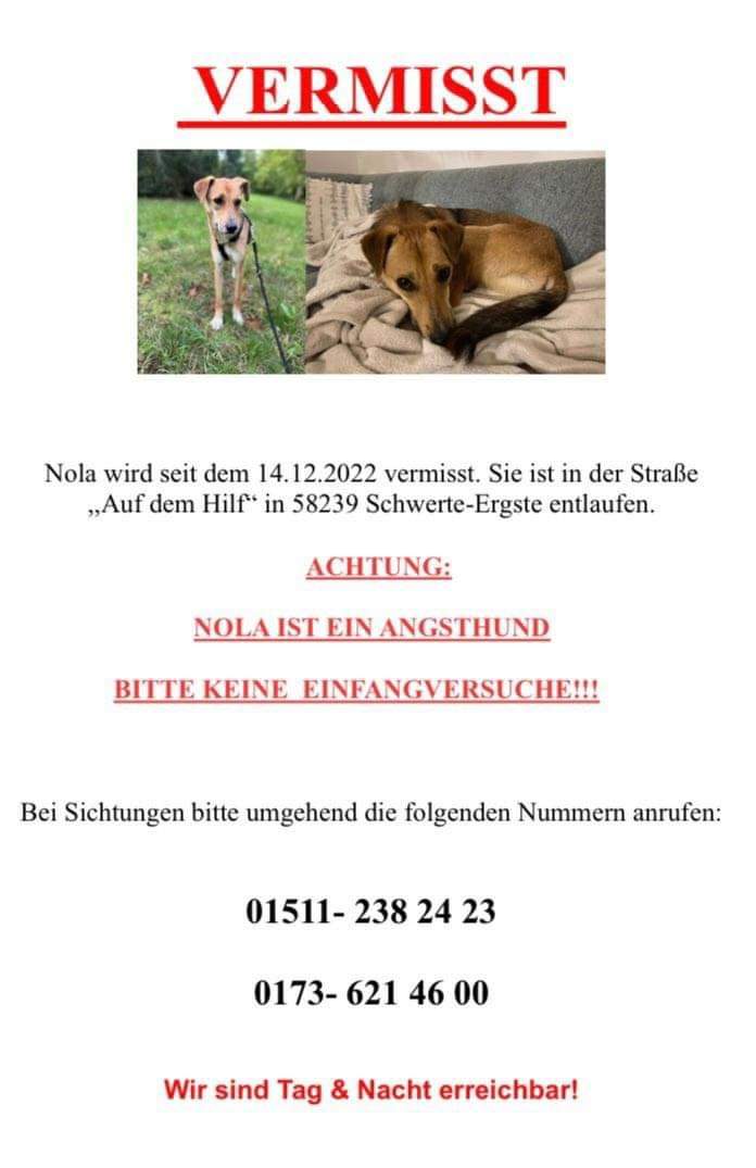 Babsi58089's tweet photo. ⚠️ #Schwerte #Ergste #Hund #vermisst #entlaufen https://t.co/fxdnaq1DRy