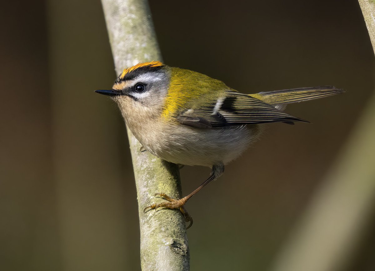 César Gil | Wildlife Photography tweet media