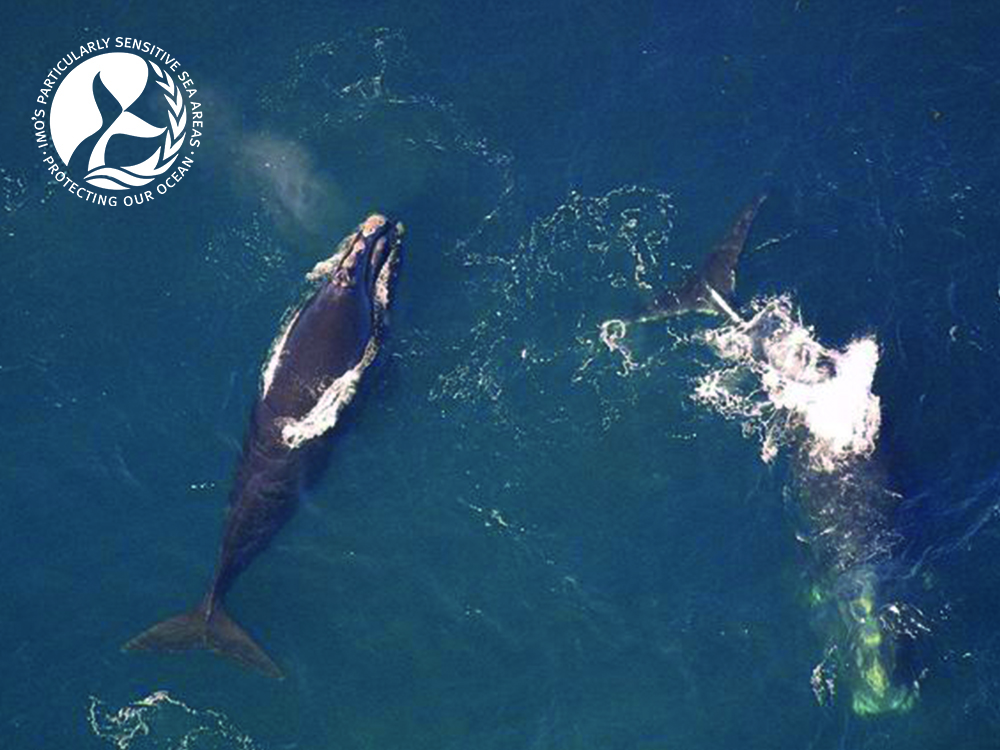 IMO has agreed in principle to designate North-Western Mediterranean Sea as a Particularly Sensitive Sea Area (PSSA), to protect cetaceans.

Find out more about PSSAs here: bit.ly/3W352MZ
