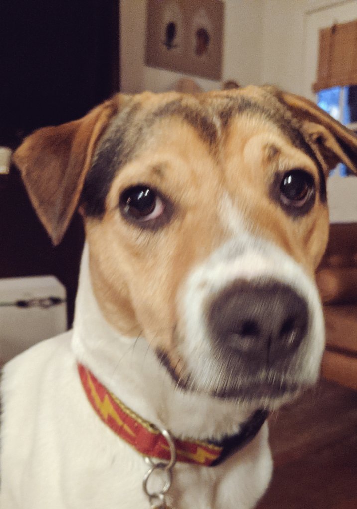 GM Bowie is watching me drink my coffee impatiently waiting for her breakfast