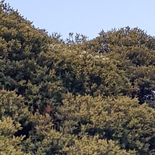 Paradoxa18's tweet image. The self decorating tree
Just starting to flower
Right at the very top
Wonder how it'll look 10 days from now...
#paperbark
#wildoz