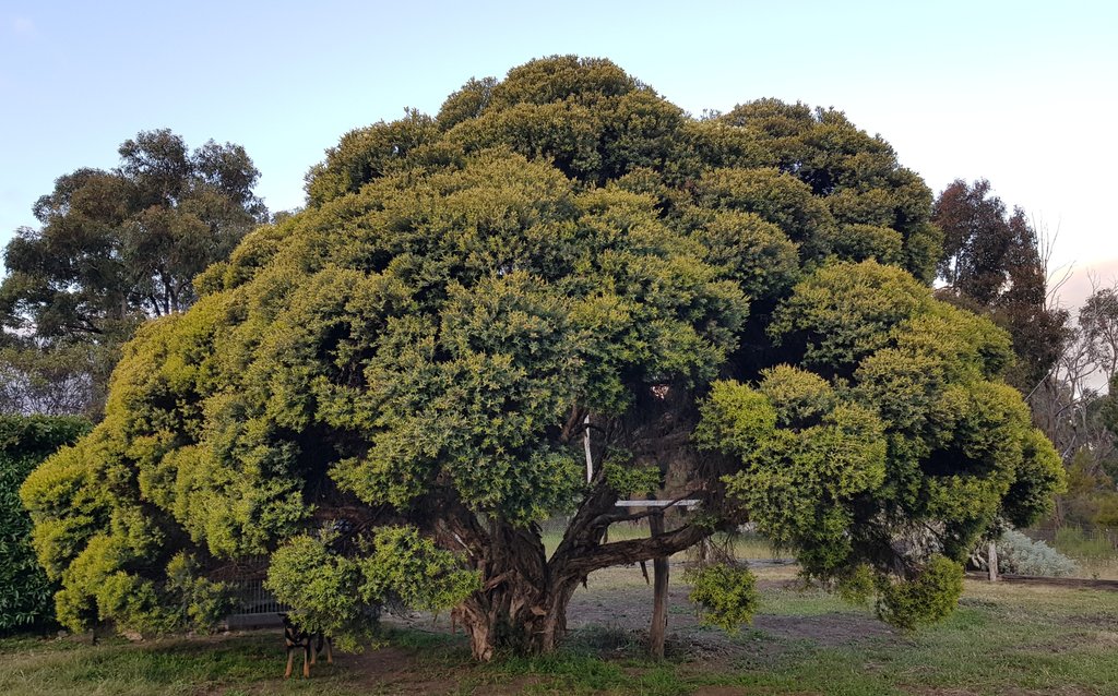 Paradoxa18's tweet image. The self decorating tree
Just starting to flower
Right at the very top
Wonder how it'll look 10 days from now...
#paperbark
#wildoz