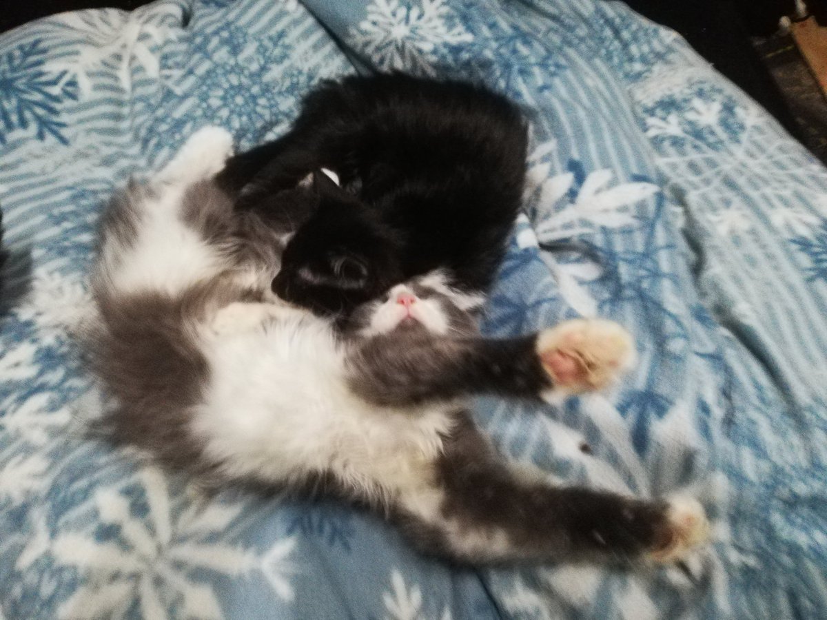 PistnerSam's tweet photo. Wie entspannt kann man sein?

Der Kater : ja! https://t.co/E5fdstkiPM