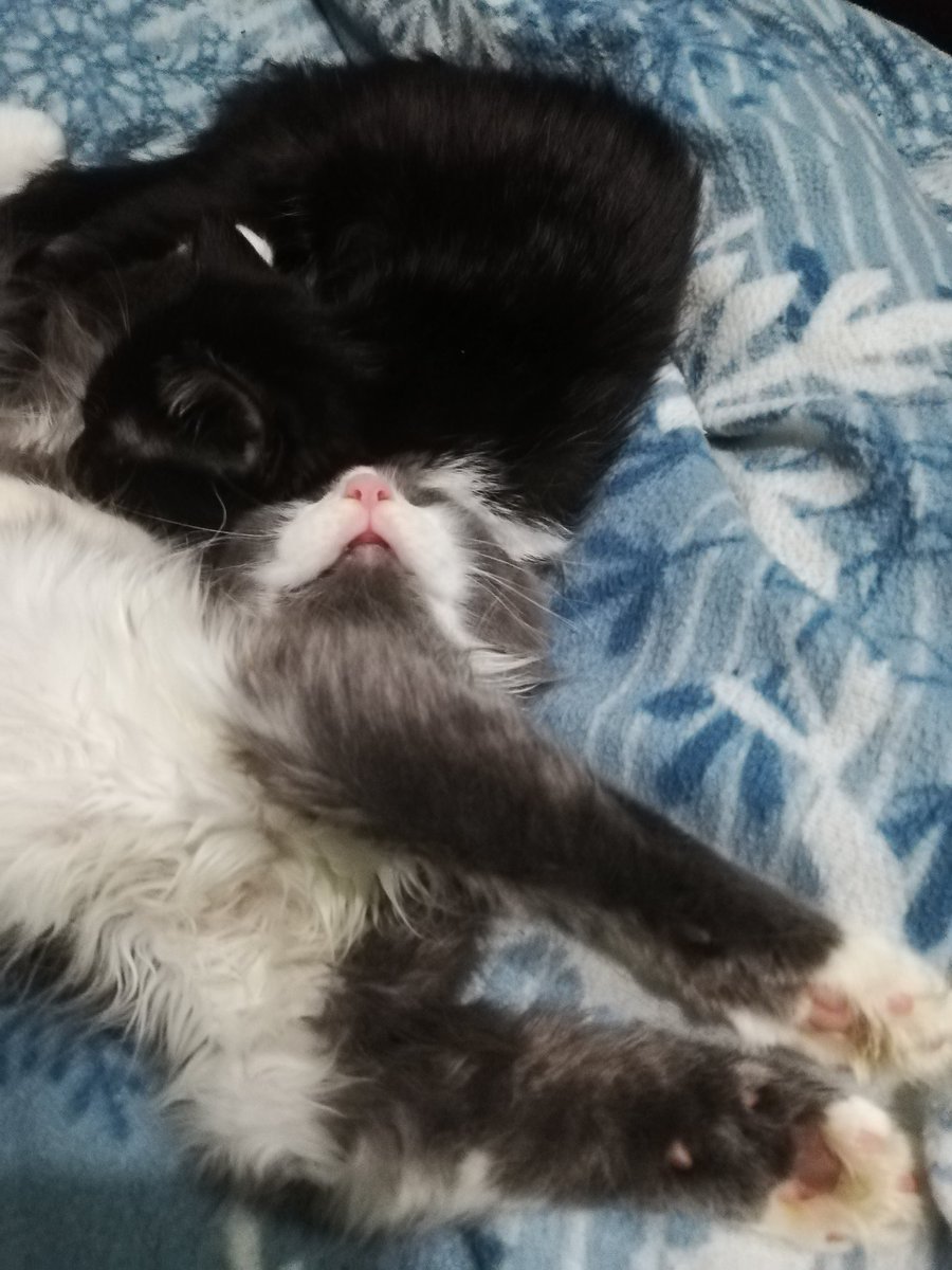 PistnerSam's tweet photo. Wie entspannt kann man sein?

Der Kater : ja! https://t.co/E5fdstkiPM