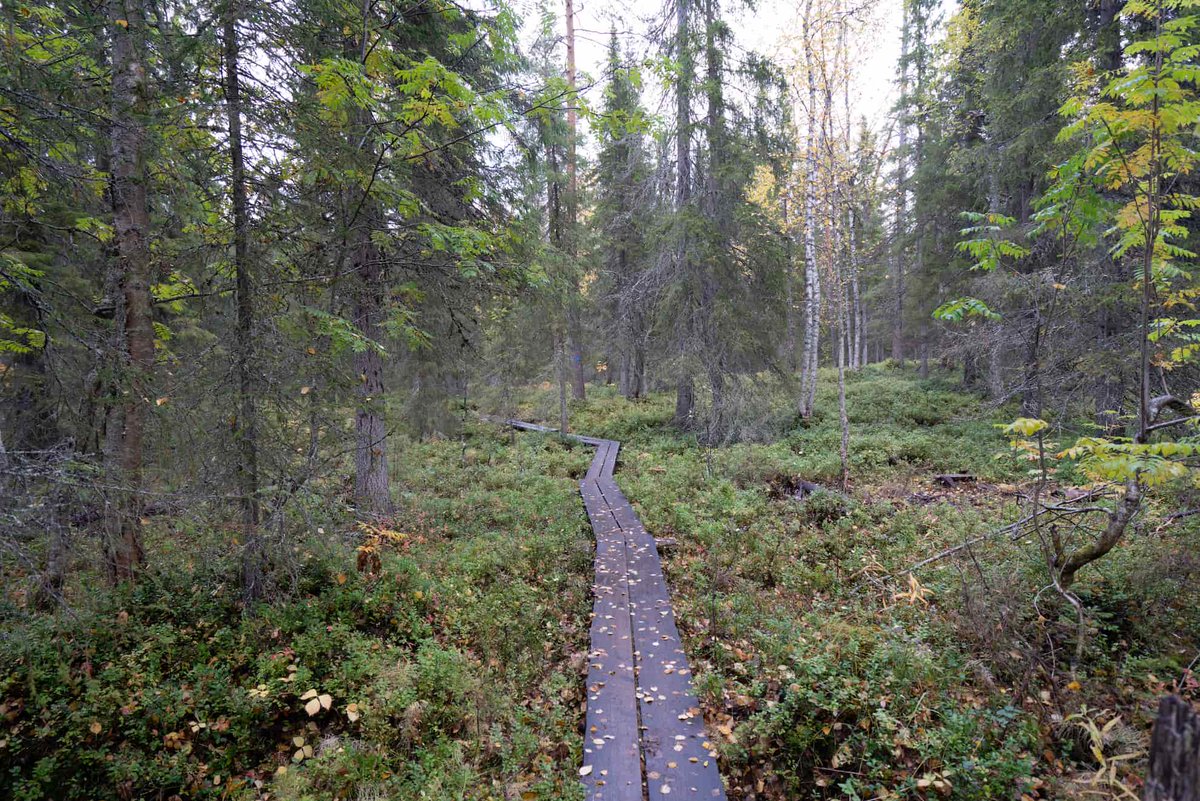 Kolsänkan kollapsar i Finland men frodas i Sverige?

Statistikcentralen tillsammans med Luke presenterade i våras oroväckande siffror för Finlands kolbalans.

 #Kolsänka #LULUCF

iskogen.se/skog-eu-glesby…