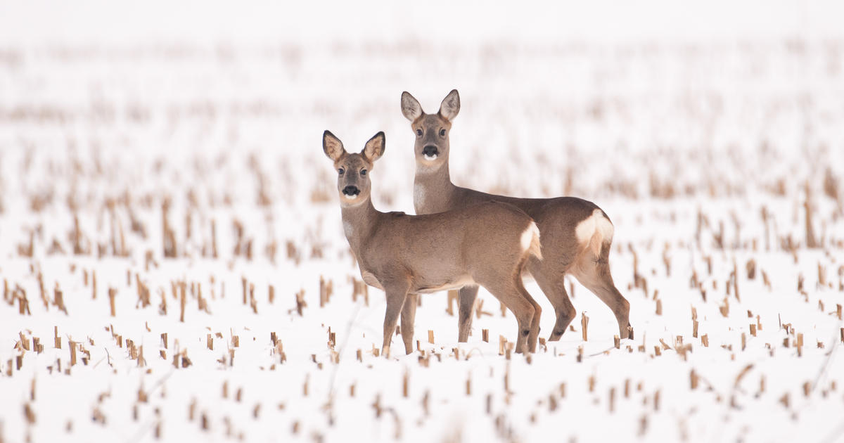 Bitte nicht füttern: Wildtiere sind Überlebenskünstler dlvr.it/SfQQbV