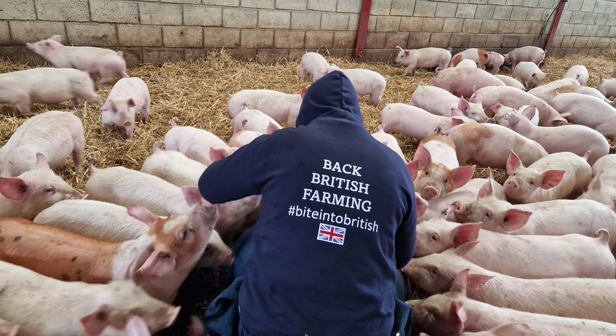 Day 15: my favourite animals to work with 🤗 The UK pig sector has had a torrid 24 months and yet continues to make sure that high welfare, quality assured pork is available to buy 🇬🇧🐖

>100 ❤️ and £10 goes to farming charities 👍 RT away...

#BiteIntoBritish #BackBritishFarming