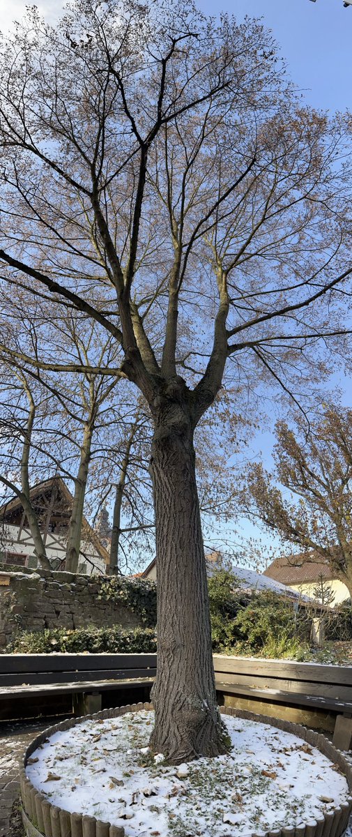 momof2andahalf's tweet photo. #EachDayATree
#PleaseHelpFaraz
Und allen anderen, die so sehr kämpfen müssen mit #MECFS
#Longcovid #Postcovid #Postvac
(Bild bitte anklicken - ist recht groß) https://t.co/hiSqOTAuCE