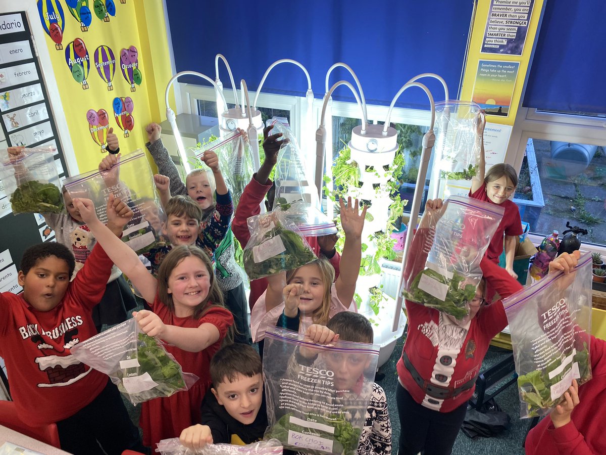 Harvest complete! The children took home our oriental greens to sautee at home with some garlic 👌🏻 A mixture of Chinese Celery, Bok Choy, Choy Sum &amp; Water Spinach. Fantastic results! <a href="/LetsLocalise/">LetsLocalise</a> <a href="/chrisdysonHT/">Chris Dyson FCCT</a> <a href="/ParklandsLeeds/">Parklands Primary</a> #cognizantoutreach