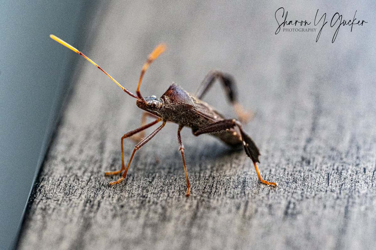 Happy Insect Thursday!
#insect #InsectThursday #buglife #insectphotography #macrophoto #macrophotography #macroinsect #macromagic #Nikon #nikonphotography #wildlife #nature #macroHour #ThePhotoHour #TwitterNatureCommunity #photography #naturelovers #bugs #insectlife