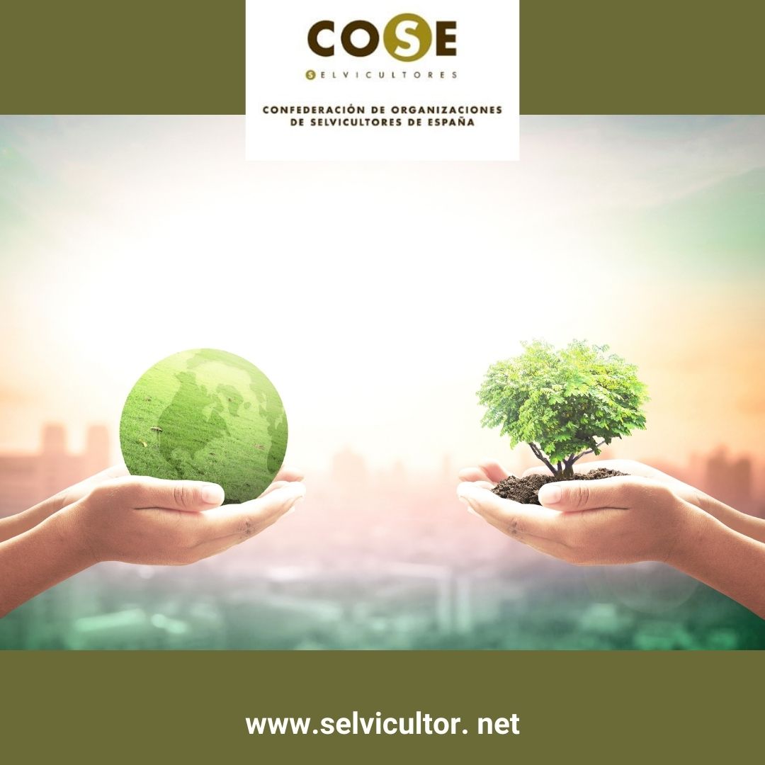 Selvicultores's tweet photo. La aparición del concepto de bioeconomía y su puesta en práctica supone un cambio en el modelo tradicional de economía mediante la utilización de recursos/materias primas naturales como fuentes de energía.

#selvicultores #gestiónforestal #bosques #monte https://t.co/IMrdRxff4N