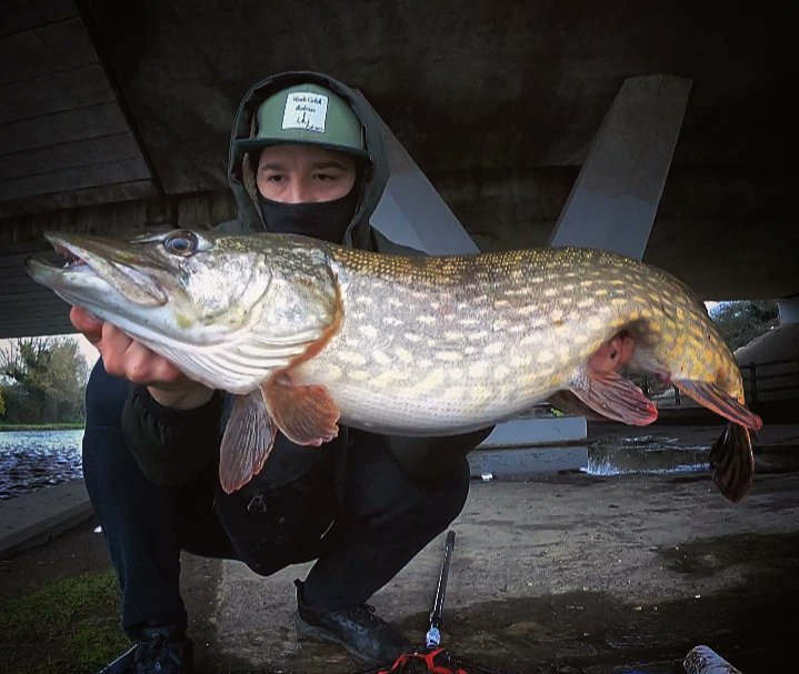 HCRFISHING's tweet photo. It's Pike Time! 🐊 God damn this low double was super fat! 
#lurefishing #fishing #pikefishing #esox #Pike #winterfishing #Fyptt #FYP https://t.co/TGhi9tsLla