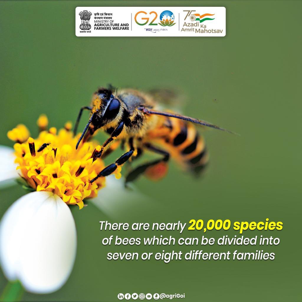 iamsurendranath's tweet photo. There are over 20,000 bee species worldwide, including the honey bee, which originated in Eurasia and has been imported around the globe as a domesticated species.
#AgriGoI #Honeybee #Honey #NHBM #Bees #NBB #G20
@g20org @PIBAgriculture https://t.co/TUC8fDncPd