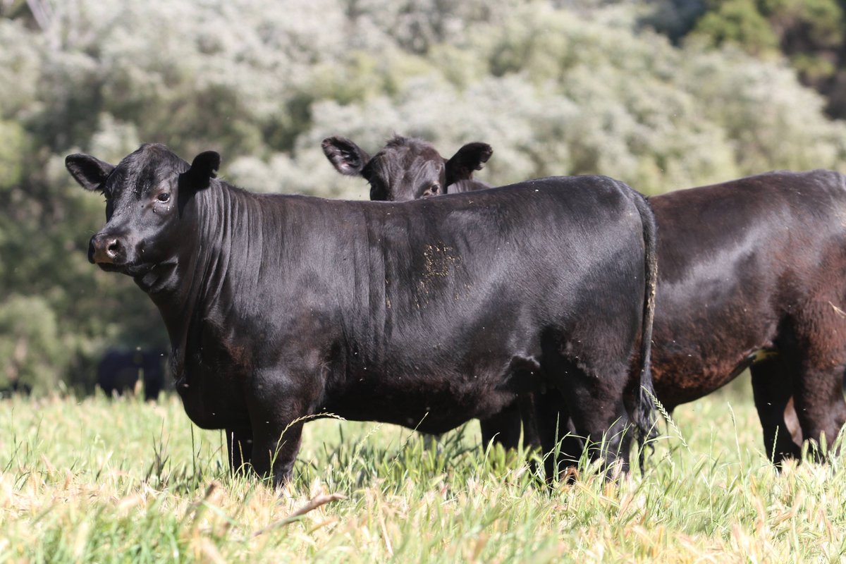 NovaTrade_'s tweet photo. Global beef production is projected to decline slightly in 2023. Declines in #US and #EU offset increased #beef production in #Australia and modest increases in #Mexico, #India. Changes in beef production and consumption will affect beef imports and exports in 2023. #beefmarket https://t.co/XpqsvK1dvx