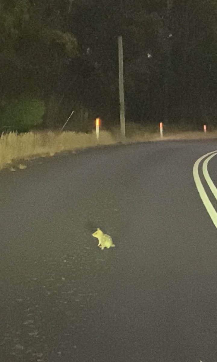 alittlebitmeg's tweet photo. Just saw my first wild quoll tonight, and not only did I see one but EIGHTEEN. Eighteen beautiful little creatures in one night, mind blown!  🥰😍😳

#quoll #wildoz #ecologyaus https://t.co/2IYY5pVTZX