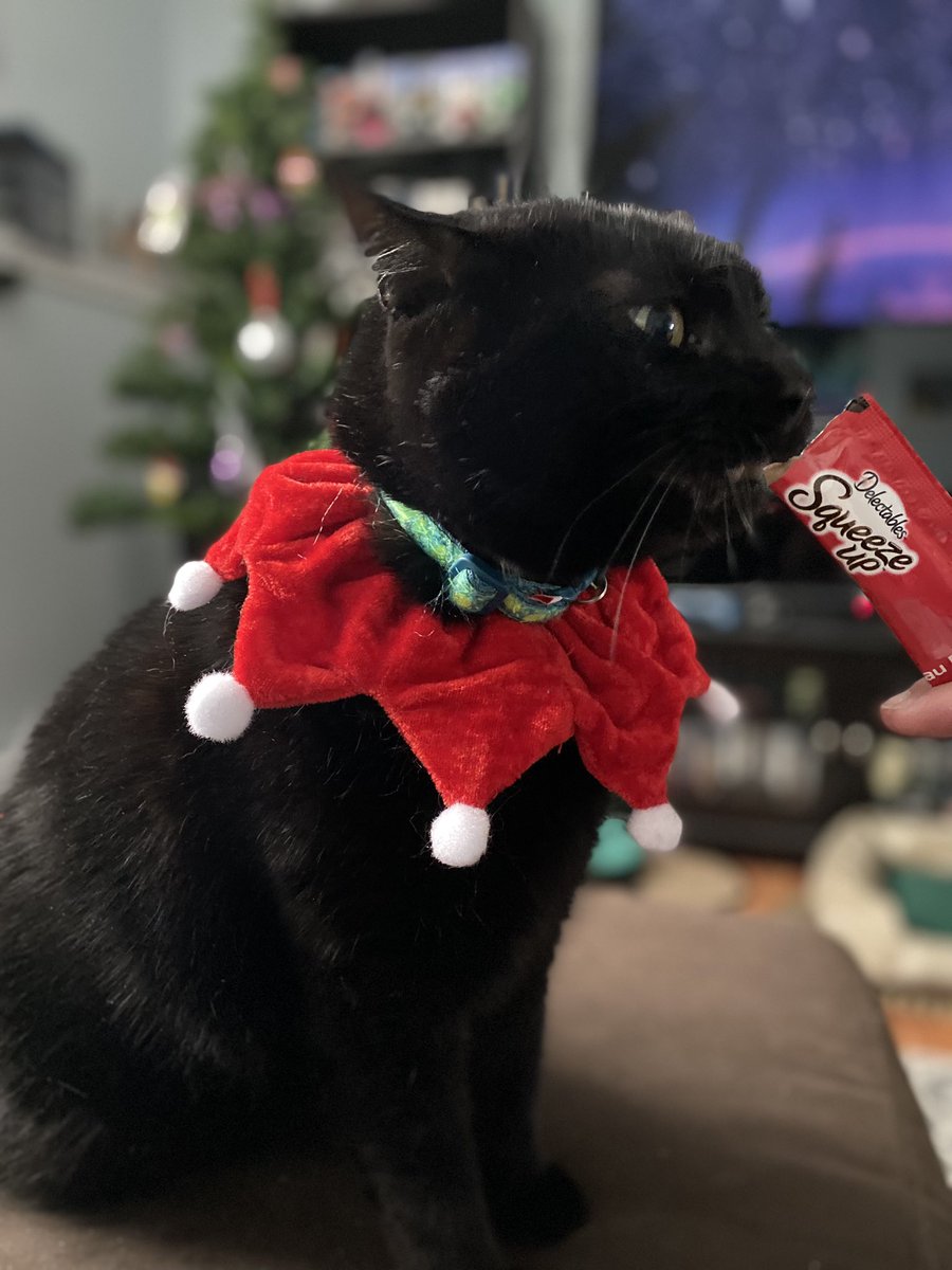 captaindroids's tweet photo. Convinced my cat Jasper to let me put on the Christmas collar for some pictures 🥰 https://t.co/9smdycRJRK