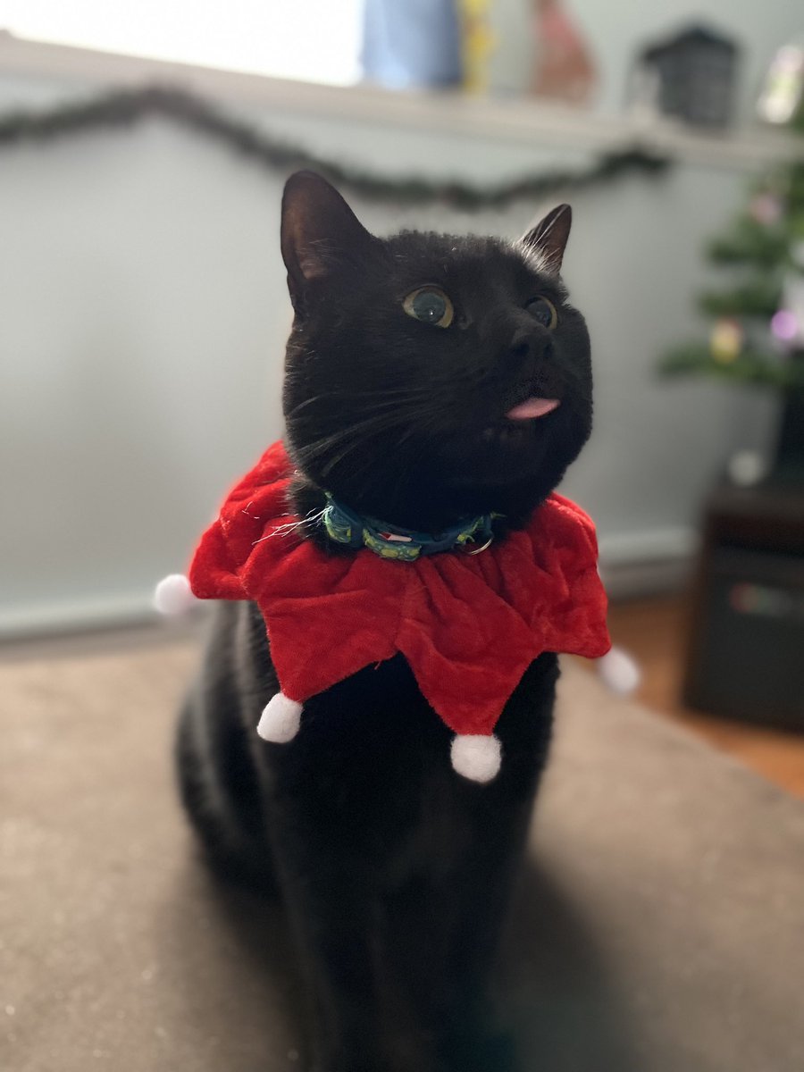 captaindroids's tweet photo. Convinced my cat Jasper to let me put on the Christmas collar for some pictures 🥰 https://t.co/9smdycRJRK