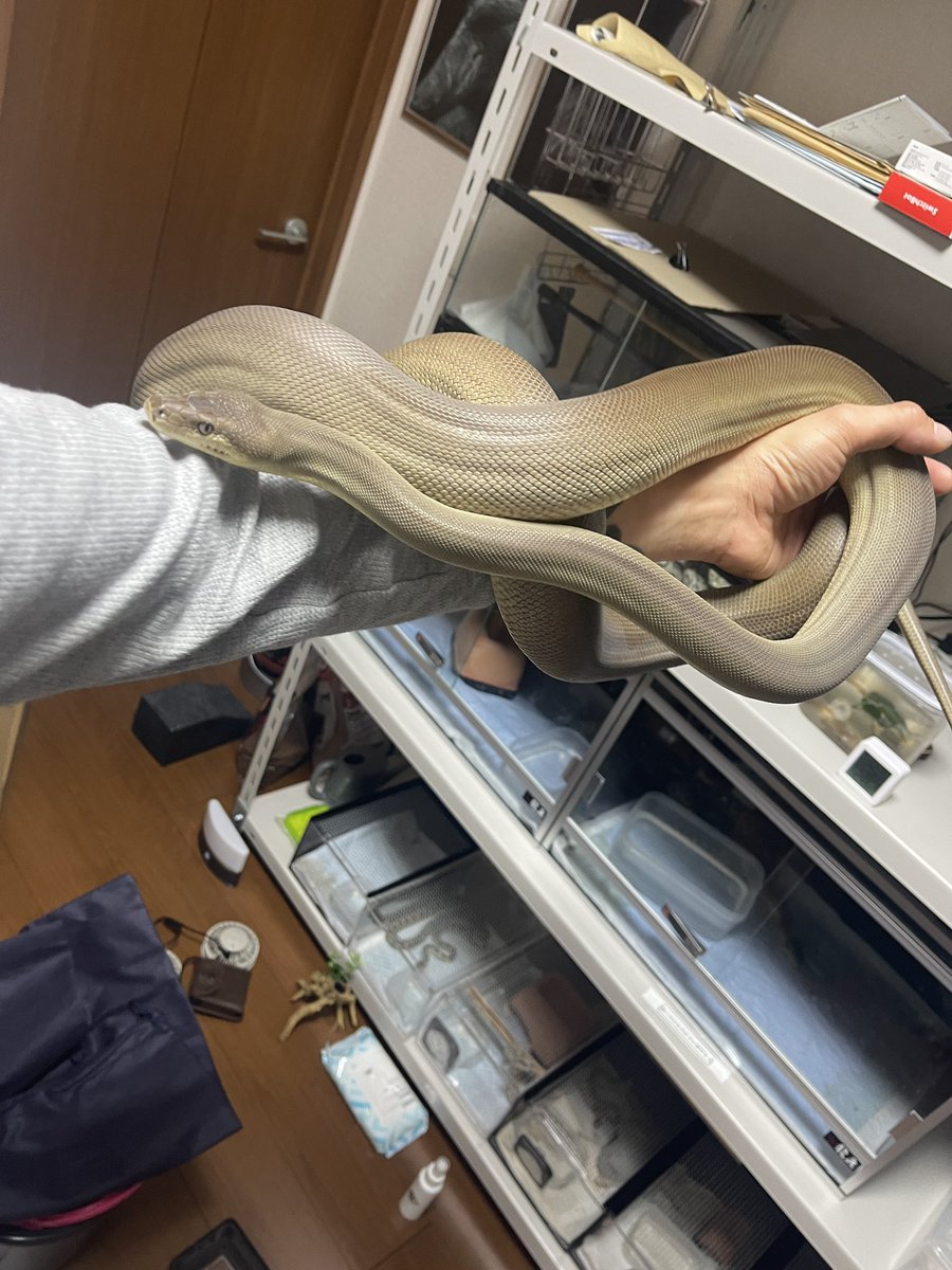 あんでぃ35 tweet media