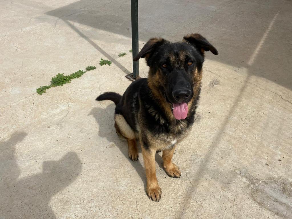 protemalaga's tweet photo. Chop, 2 años, tamaño grande.
Es muy gracioso y adorable, se pone super contento al vernos y nos lo demuestra moviendo mucho su cola. Es sociable con gatos.
Correo: moduloc@protectoramalaga.com https://t.co/YUgWzJcHdY