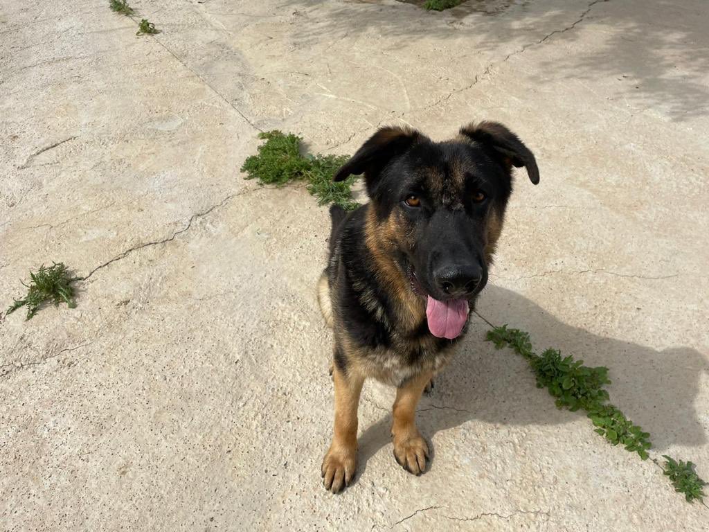 protemalaga's tweet photo. Chop, 2 años, tamaño grande.
Es muy gracioso y adorable, se pone super contento al vernos y nos lo demuestra moviendo mucho su cola. Es sociable con gatos.
Correo: moduloc@protectoramalaga.com https://t.co/YUgWzJcHdY