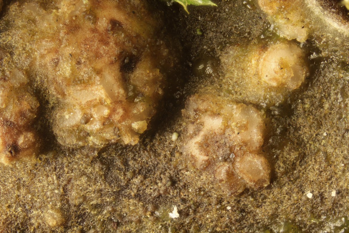 RPilze's tweet photo. Corticifraga fuckelii ex Peltigera sp.

#Peltigera #Corticifraga #Corticifragafuckelii #mushroom #mushrooms #fungus #fungi #pilz #pilze #champignons #champignon #nature #natur #lichenicolousfungi https://t.co/zpdzyum9fi
