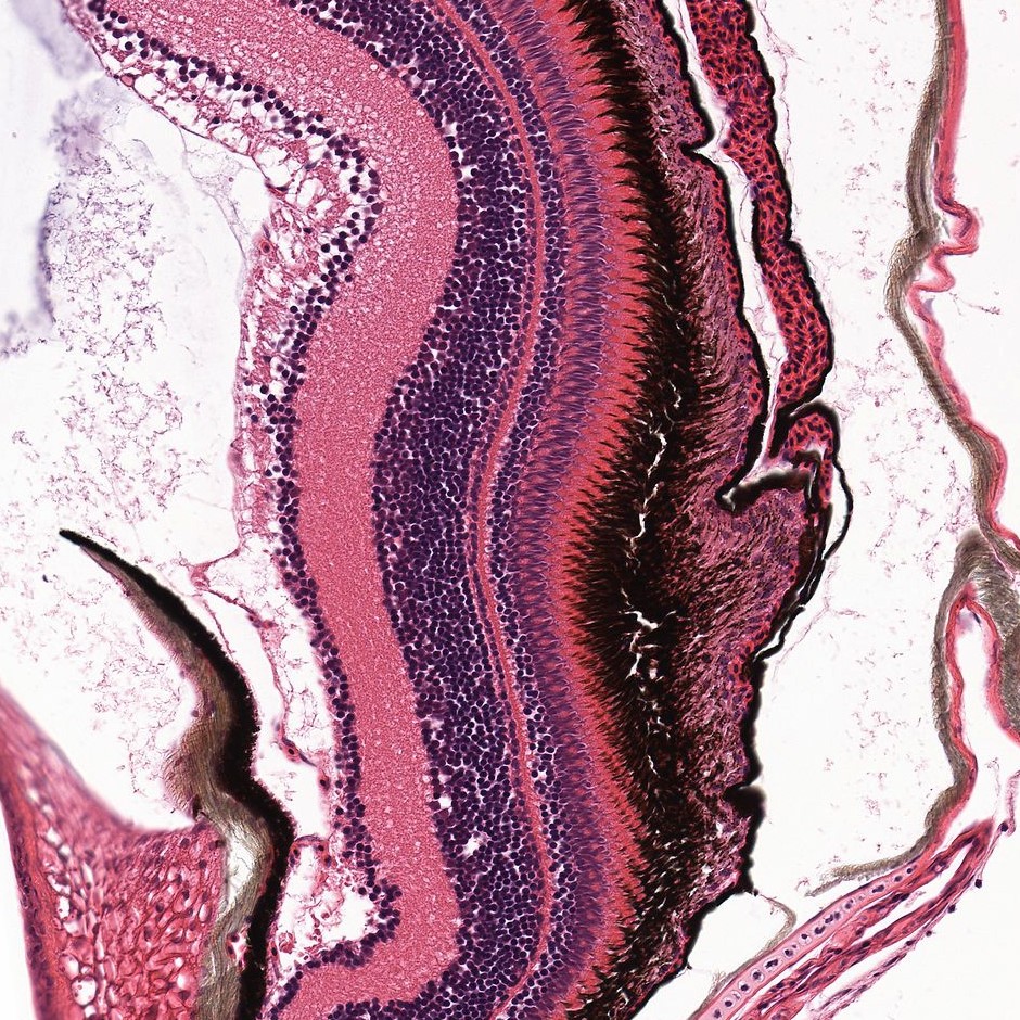 olkazuraw's tweet photo. Picture source: Bio-Atlas 

Species: Zebrafish

Do you know what image 3 shows? Let me know in the comments!

#Pathart #marinebiology #ilovehisto #microscopicphotography #veterinarypathology #digitalpathology #olkazuraw https://t.co/tatItVRQVi