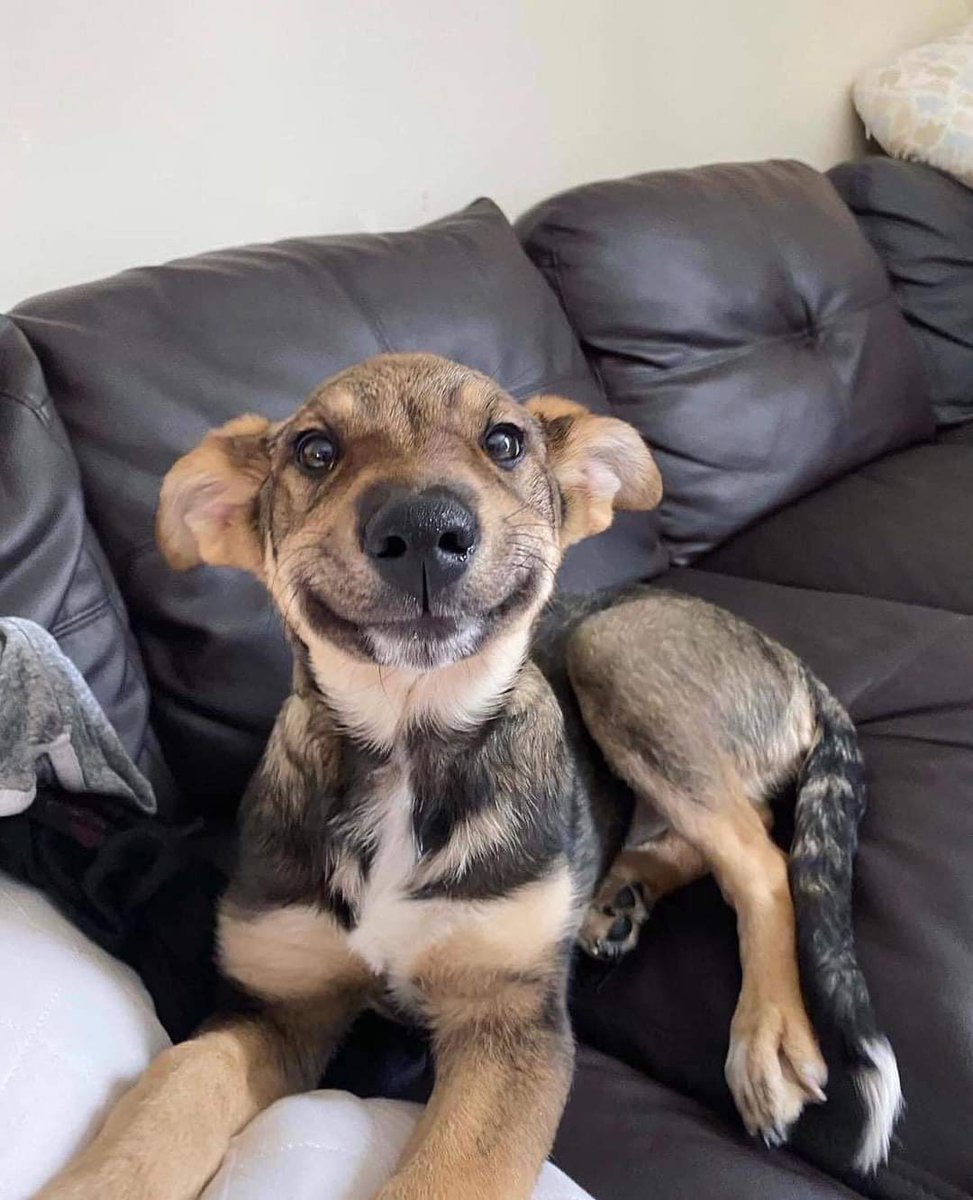thehappydog_'s tweet photo. This is Meatball. He's going home for the very first time, with a human of his very own. 💕 https://t.co/tCz4ptXObt