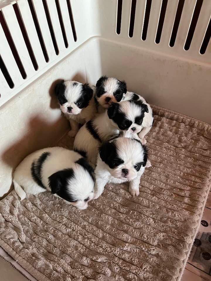 Kimberly (@yuricyann121) on Twitter photo 