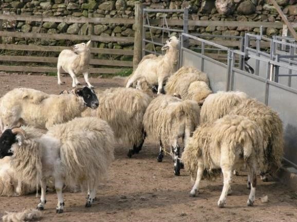 Scientists at Moredun are leading the fight for the control of sheep scab across all four nations of the UK.
Read the full article bit.ly/3j6HOHl
#ForFlocksSake #sheepscab #NorthernIrelandSheepSayStampOutScab