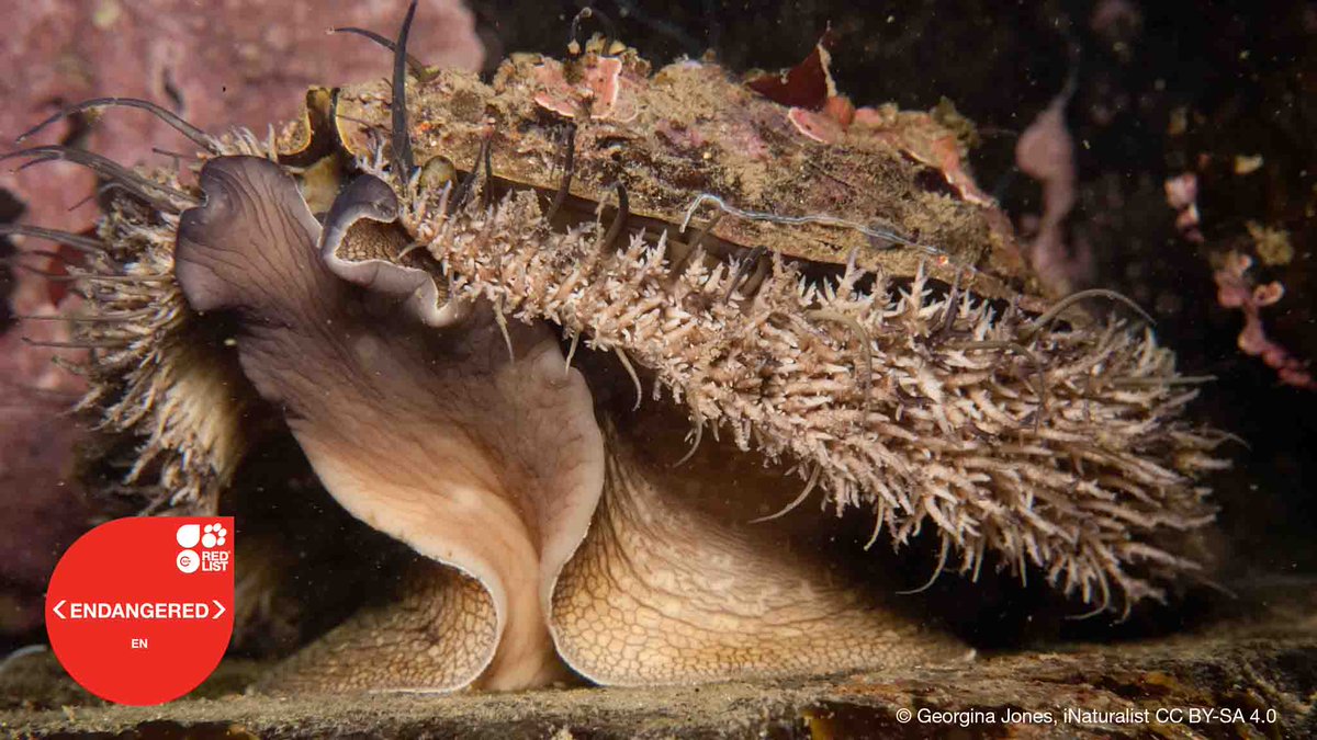 Twenty of the world’s 54 abalone species, sold as some of the world’s most expensive seafood, are now threatened with extinction.

Learn about their threats in the latest <a href="/IUCNRedList/">IUCN Red List</a> update.

bit.ly/3Ffibvp