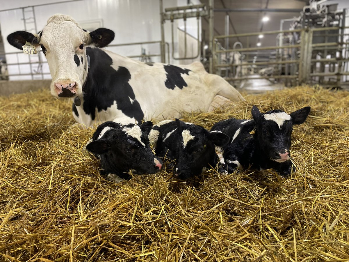 kiel mccormick tweet media